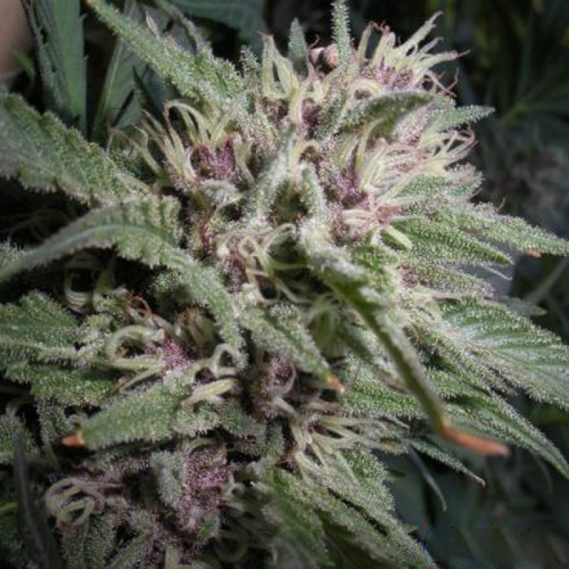 An image of Blueberry Muffin F3