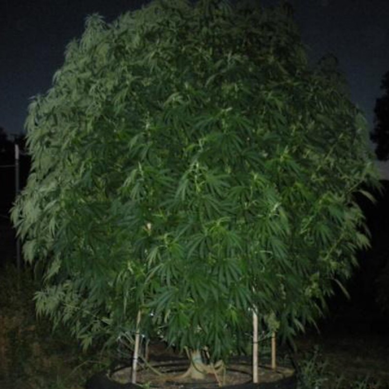 An image of DSD x (OG x Chemdawg)