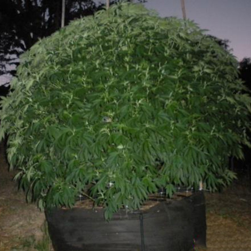 An image of Headband x Durban