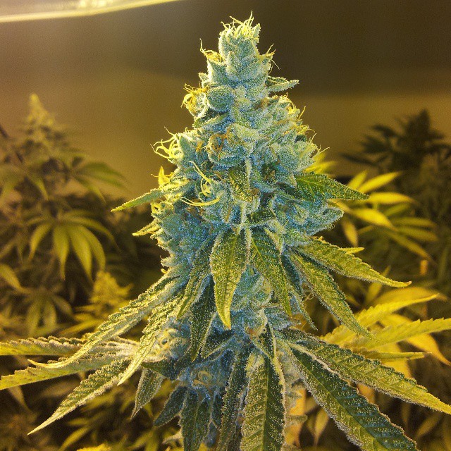 An image of Blueberry Cookiez