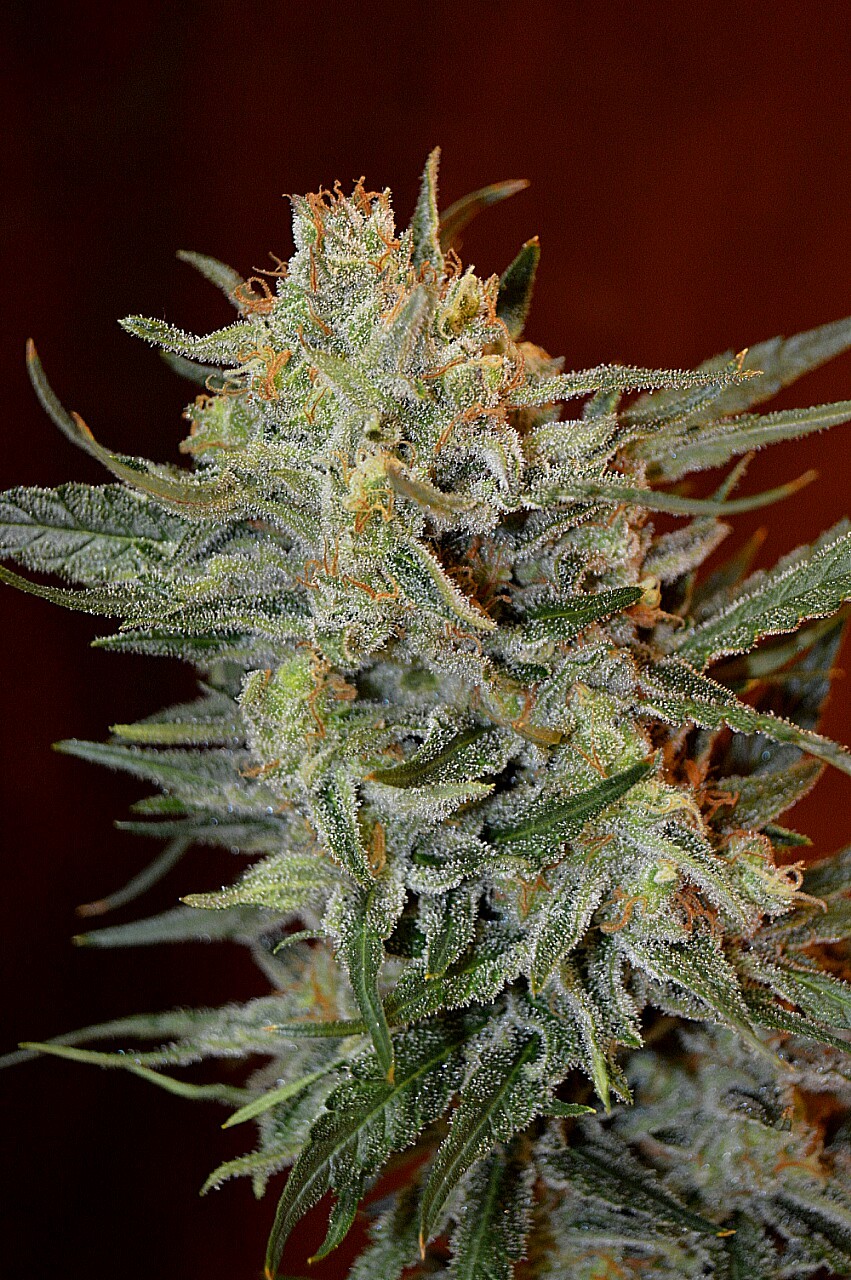 An image of Amnesia Lemon Kush