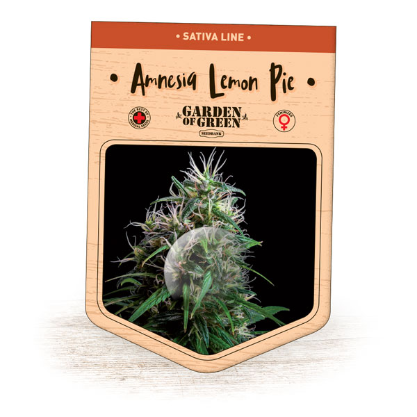 An image of Amnesia Lemon Pie