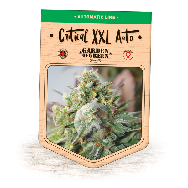 An image of Critical XXL Auto