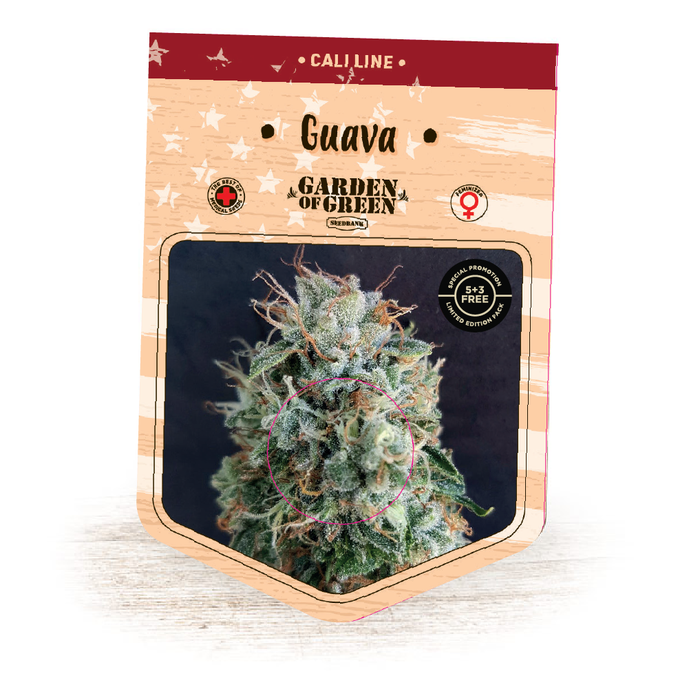 An image of Guava