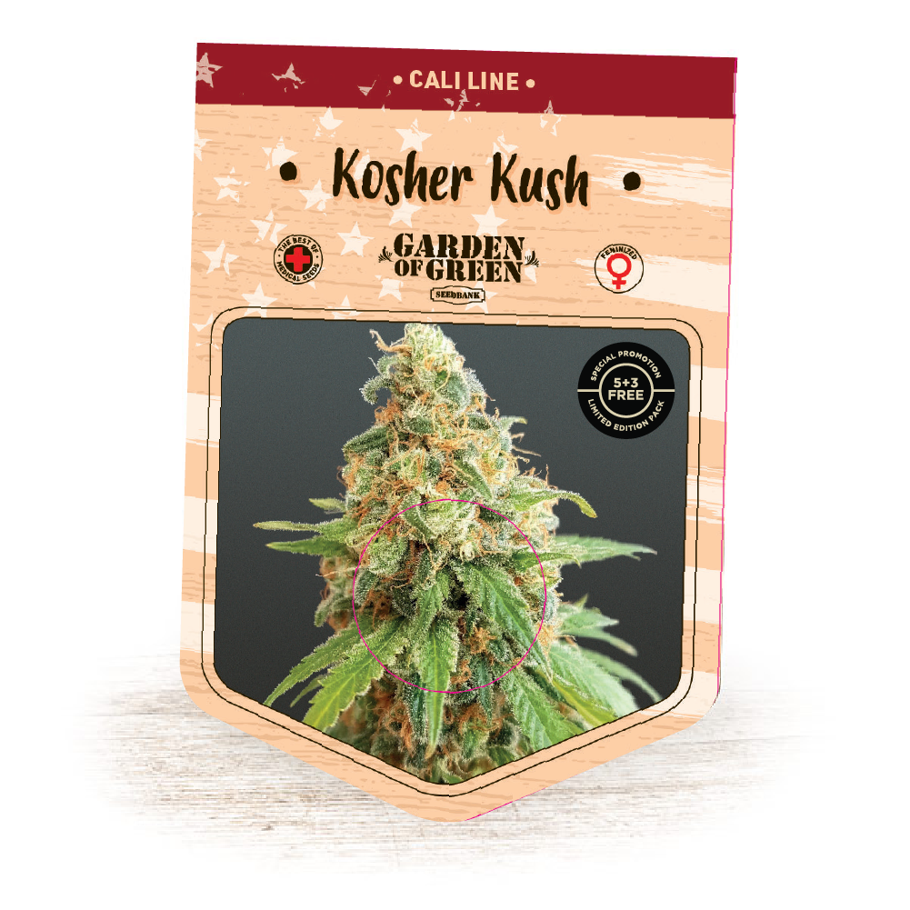 An image of Kosher Kush