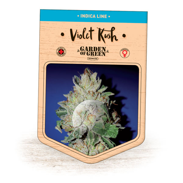 An image of Violet Kush
