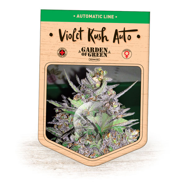 An image of Violet Kush Auto