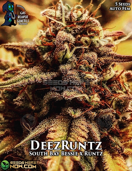 An image of DeezRuntz