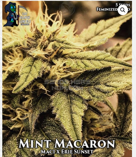 An image of Mint Macaron