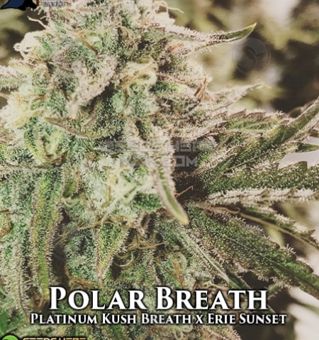 An image of Polar Breath