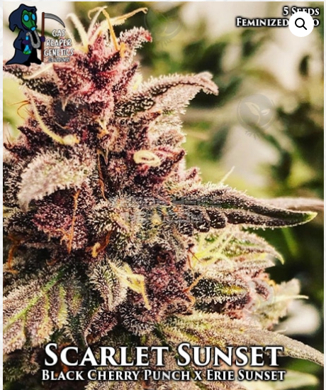 An image of Scarlet Sunset