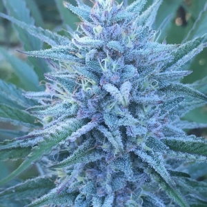 An image of Miami Schmooze
