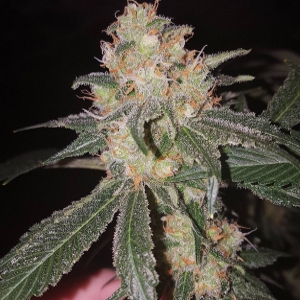 An image of Super Harlequin