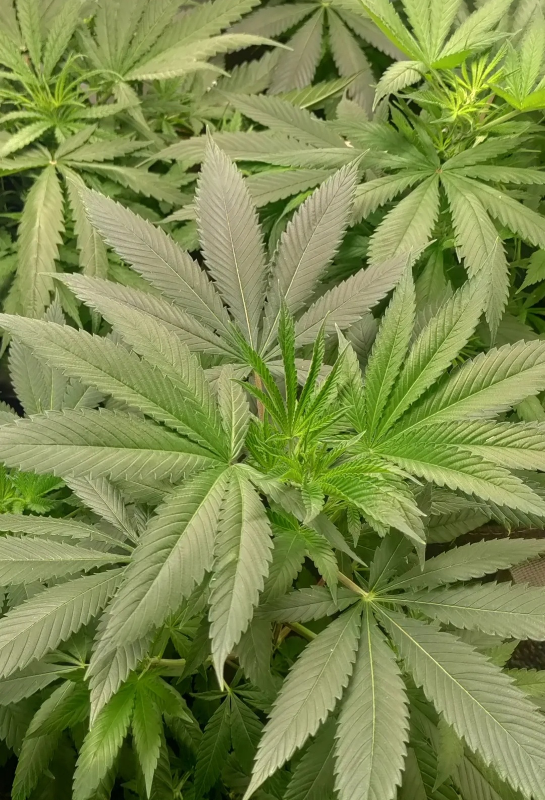 An image of Super Sour Diesel Haze