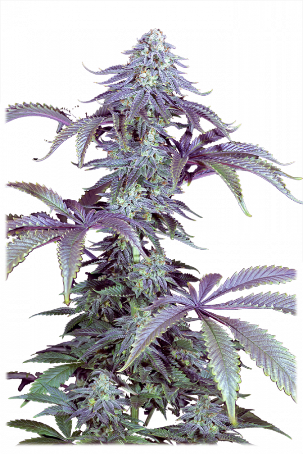An image of Beeball Auto