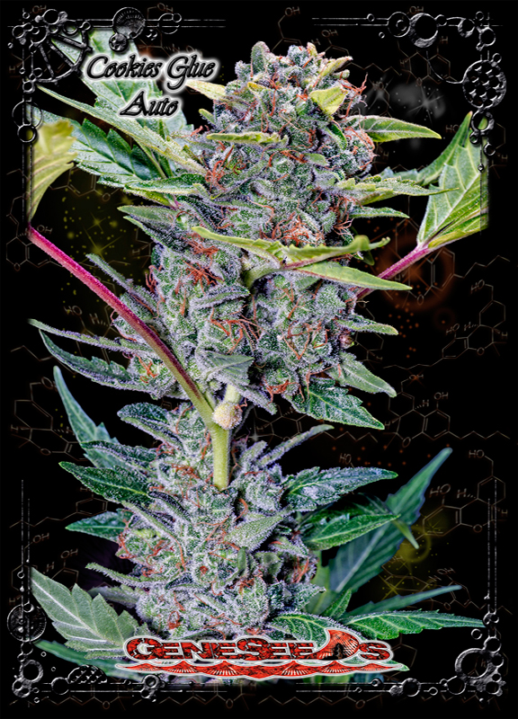 An image of Cookies Glue Auto