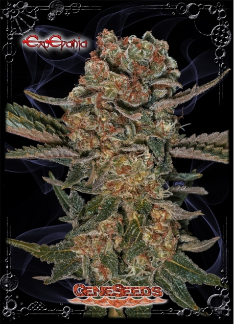 An image of ExoEvania