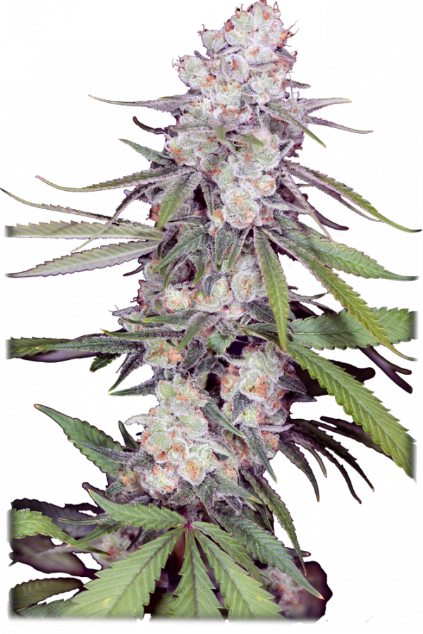 An image of Papaya Pie