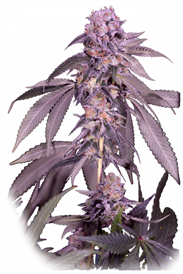 An image of Peach Bee Auto