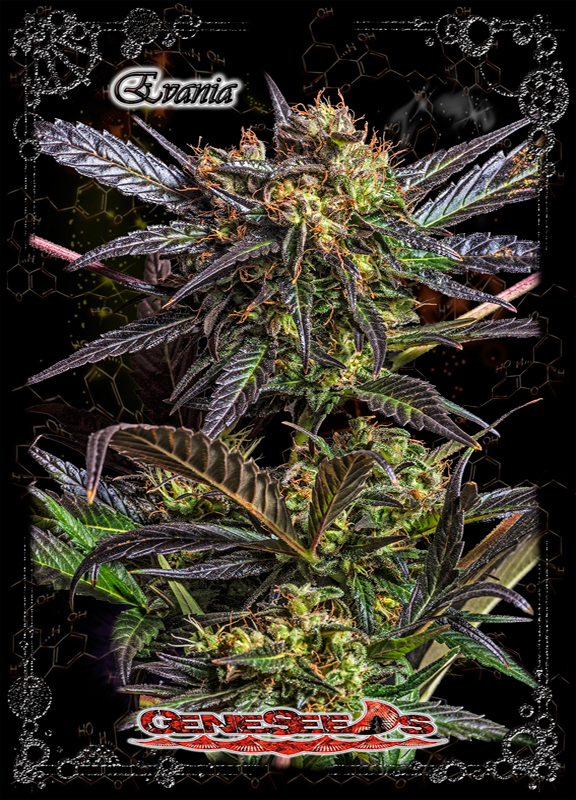 An image of StarNia