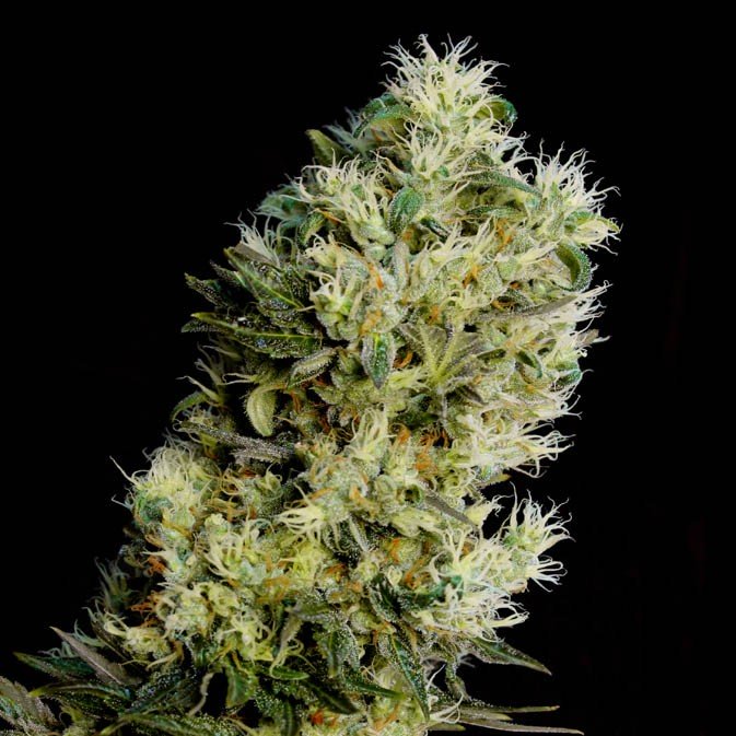 An image of Amnesia Bilbo Auto