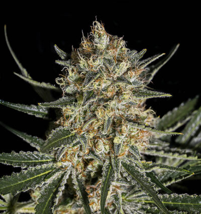 An image of Face Off OG Bilbo