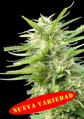 An image of Kritikal Bilbo x AK-47