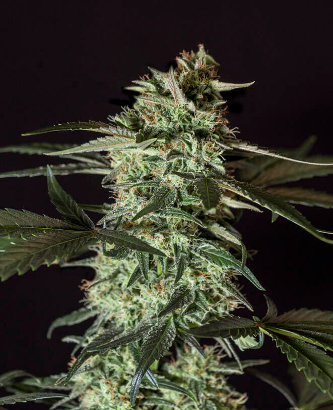 An image of Medizinal CBD