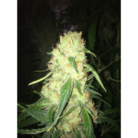 An image of Amnesia Limon