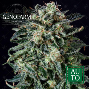 An image of Thunder Haze Auto