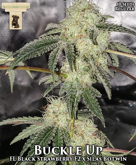 An image of Buckle Up