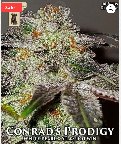 An image of Conrad’s Prodigy