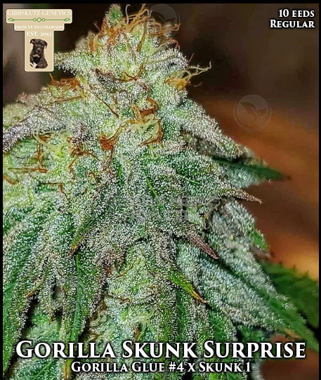 An image of Gorilla Skunk Surprise