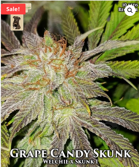 An image of Grape Candy Skunk