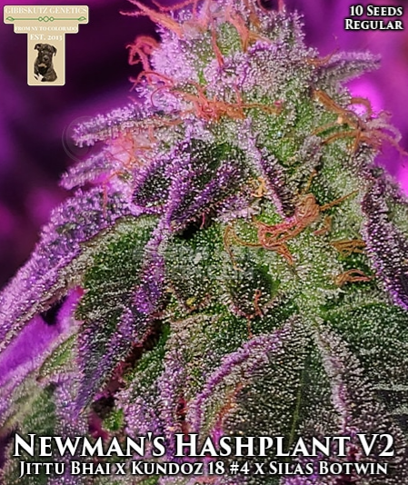 An image of Newman’s Hashplant V2
