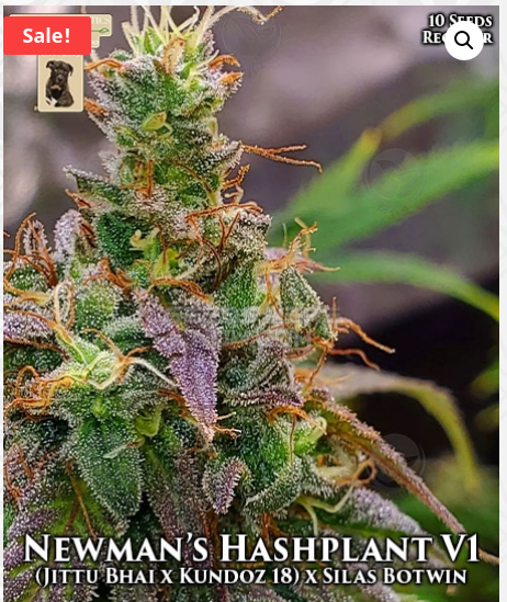 An image of Newman’s Hashplant V1