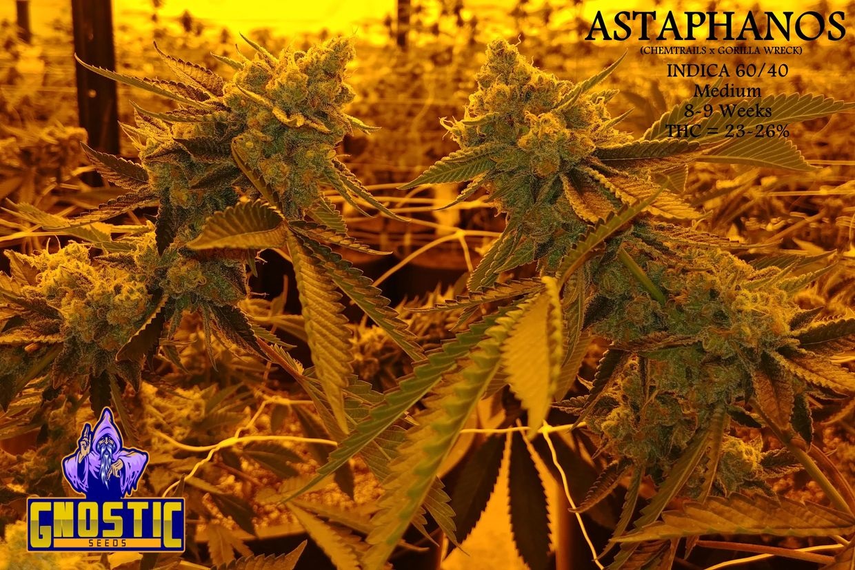 An image of Astaphanos