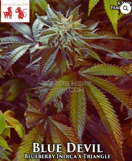 An image of Blue Devil