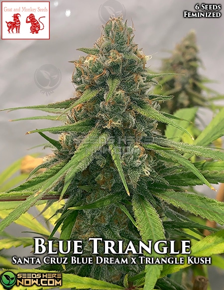 An image of Blue Triangle