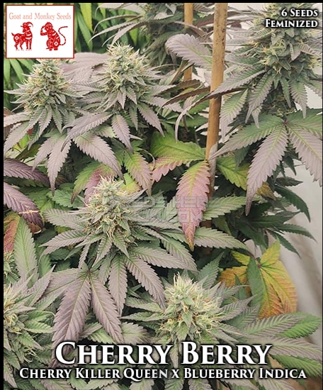 An image of Cherry Berry