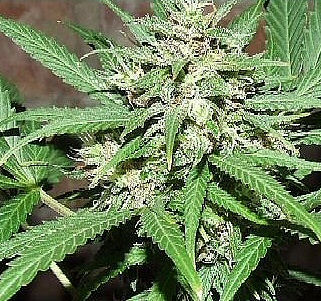 An image of Auto Great White Shark