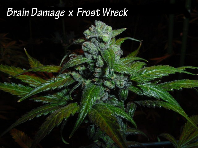 An image of Brain Damage x Frost Wreck