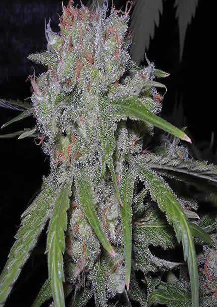 An image of Bubbleberry