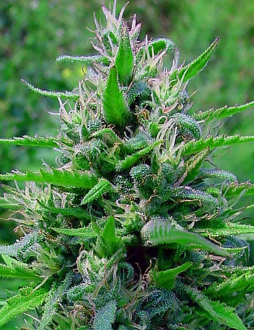 An image of Bubblegum