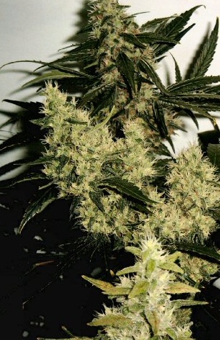 An image of Goldenskunk