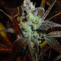 An image of Jackfrost