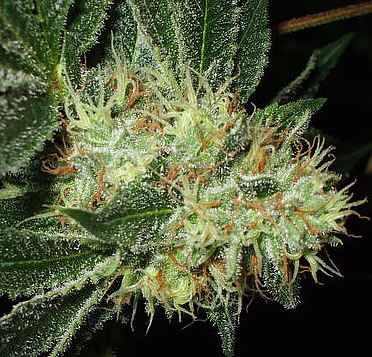 An image of Red Diesel