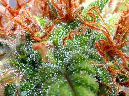 An image of Skunk Haze