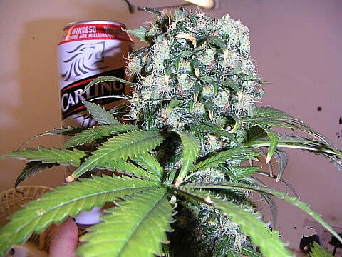 An image of Skunk #1