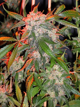 An image of White Widow
